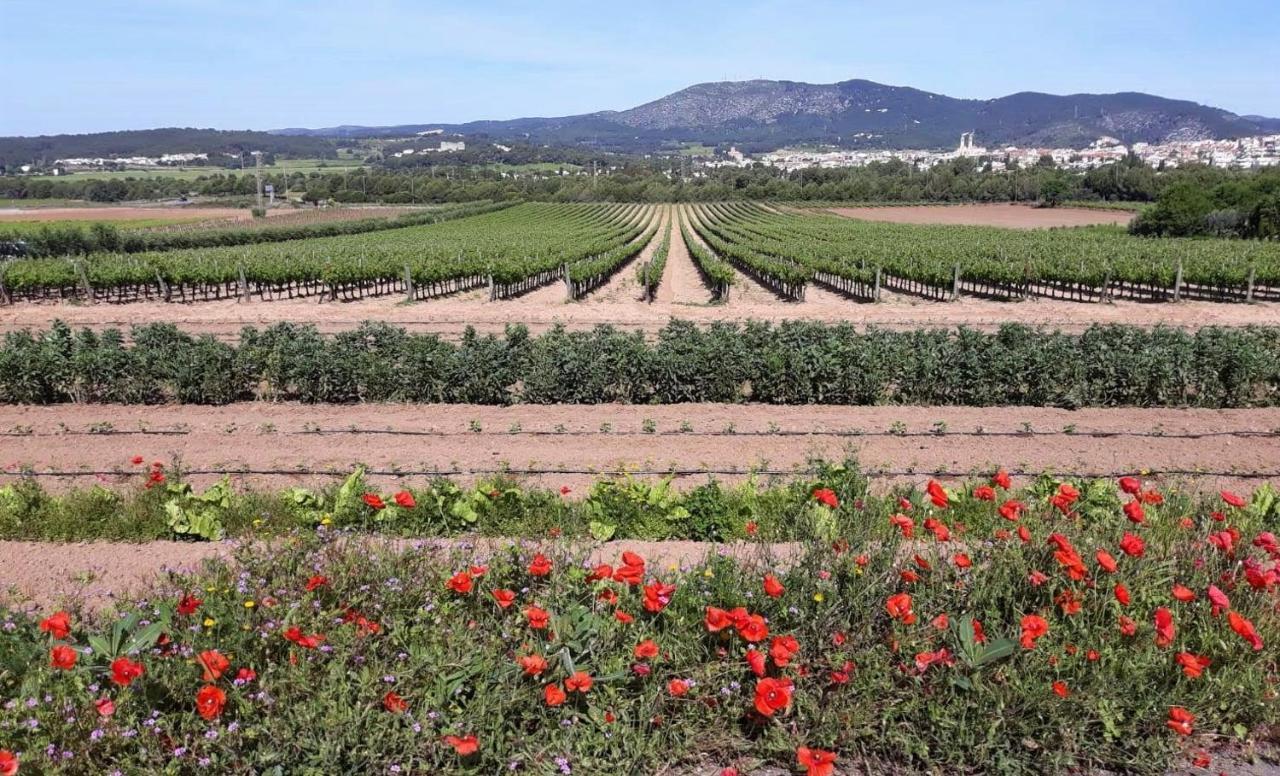 Little Vine Bed and Breakfast Sant Pere De Ribes Exterior foto